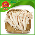 Organic Cultivated Mushroom healthy Jade white Mushroom